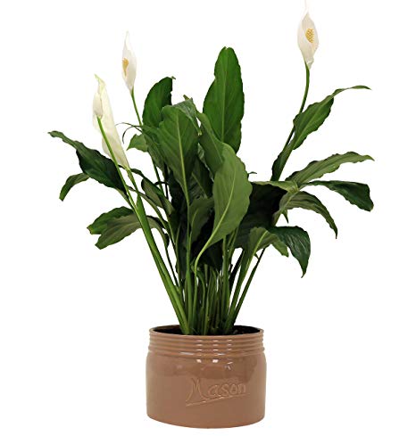 Peace Lily