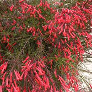 Russelia Plant