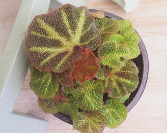 Begonia Umbrella