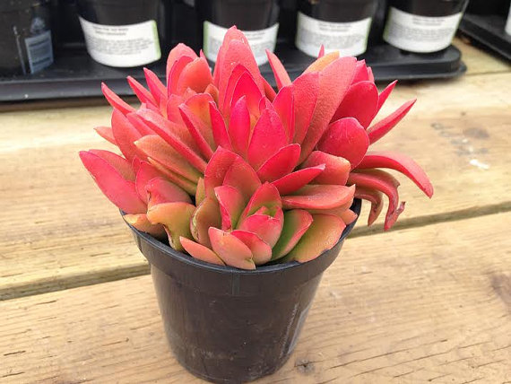 Campfire succulent